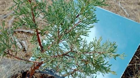 Western juniper sapling reflection blue sky mirror desert time lapse Stock Footage 81800448