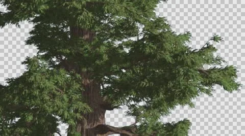 Western Juniper at Strong Wind Fluttering Leaves Coniferous Evergreen Tree is Stock Footage 60766736