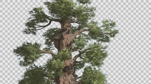 Western Juniper Sun Rays and Shadows on Trunk Coniferous Evergreen Tree is Stock Footage 60749940