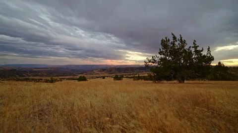 Western juniper at sunset Stock Footage 82038669
