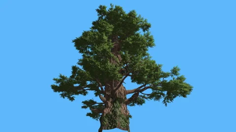 Western Juniper Tall Old Tree Sun Rays Coniferous Evergreen Tree is Swaying at Stockbeeldmateriaal 60699383