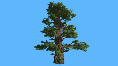 Western Juniper Tall Tree Sun Rays Shadows Coniferous Evergreen Tree is Swaying 스톡 동영상 60698017