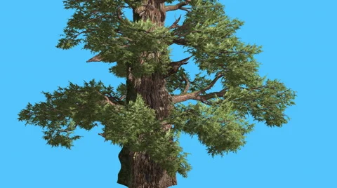 Western Juniper Tnick Trunk at Sun Rays Coniferous Evergreen Tree is Swaying at Stockbeeldmateriaal 60764369