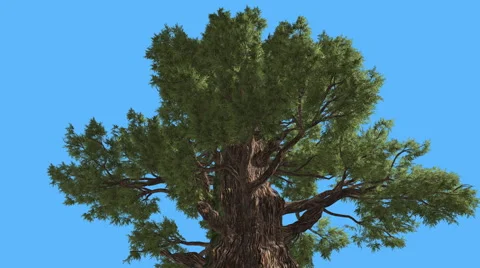 Western Juniper Top of Branchy Tree Coniferous Evergreen Tree is Swaying at the Stock Footage 60695059