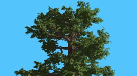 Western Juniper Top of Tree Strong Wind Fluttering Leaves Coniferous Evergreen Stock Footage 60783431