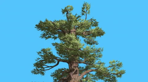 Western Juniper Top of Tree Sunny Day Coniferous Evergreen Tree is Swaying at Stock Footage 60769808