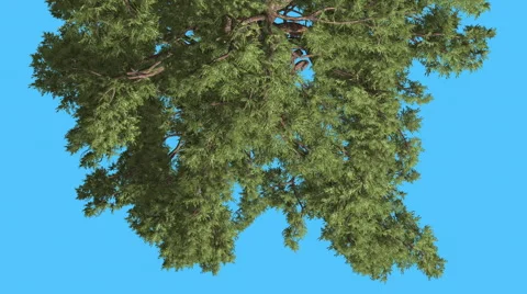 Western Juniper Top of Tree Turned Image Coniferous Evergreen Tree is Swaying Stock Footage 60770163