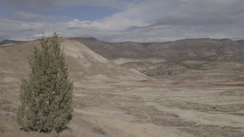 Western Juniper tree blowing in the wind, Painted Hills landscape, Static Sho Video stock 332237880