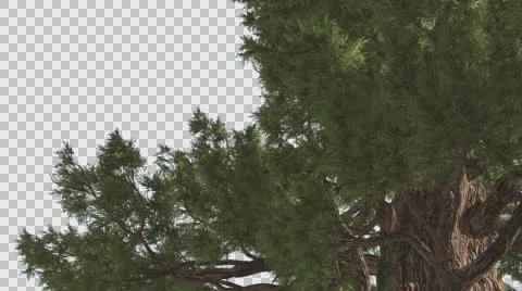 Western Juniper Truk Behind the Branches Coniferous Evergreen Tree is Swaying Stock Footage 60749045