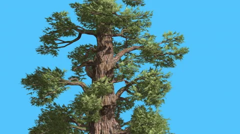 Western Juniper Trunk And Branches Sunny Coniferous Evergreen Tree is Swaying Stock Footage 60770772