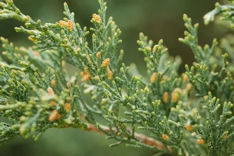 Western juniper twigs Stockfoto's