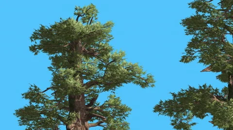 Western Juniper Two Trees at Sun Rays Coniferous Evergreen Tree is Swaying at Stock Footage 60766283