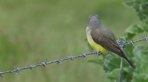Western Kingbird 1 Stock Footage 8509058