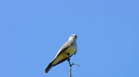 Western kingbird flapping wings and singing Stock Footage 39831074