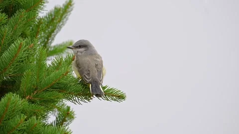 Western Kingbird Stock Footage 318580114