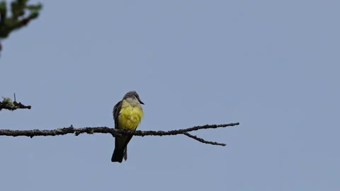 Western Kingbird Perched on Branch Taking Off into Flight Stock Footage 344263058
