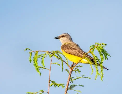 Western Kingbird perched on a tree looking for food Stock Photos