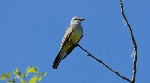 Western kingbird perching on tree branch while chirping Stock Footage 39831063