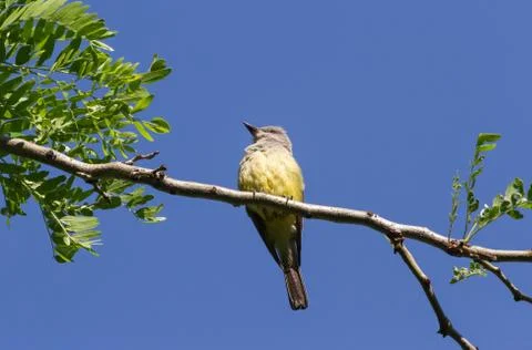 Western Kingbird Stock Photos