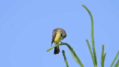Western kingbird on pine tree Stock Footage 315429327