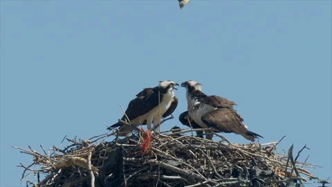 Western Kingbirds attack Osprey pair on nest, aggressive, slomo 4k Stock Footage 245034519