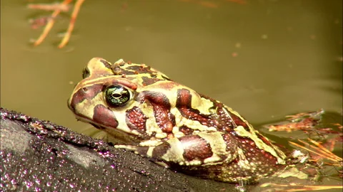 Western leopard toad on a log in a river Stock Footage 161810702