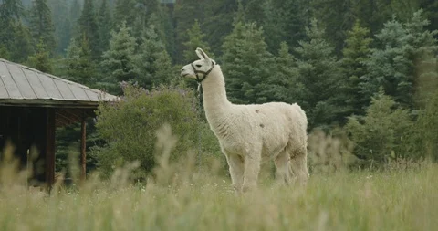 Western llama in the field Stock Footage 92771864