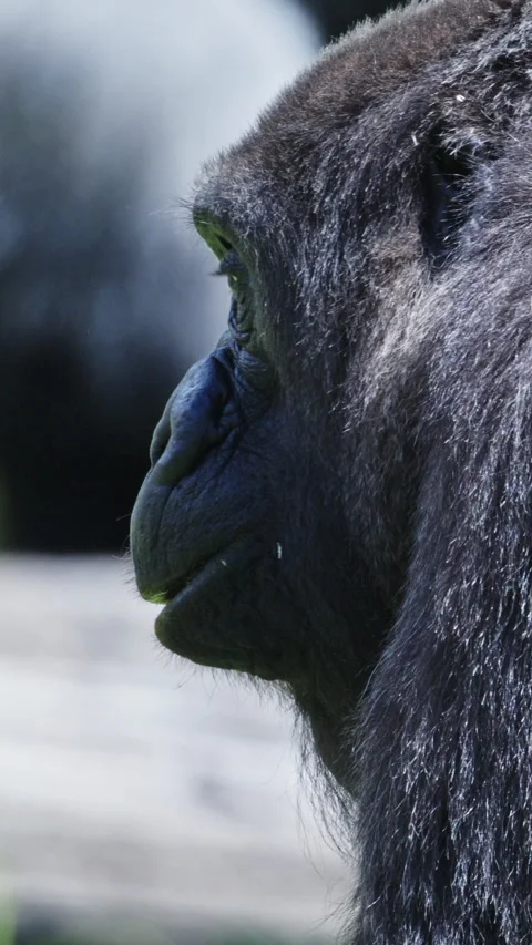 Western lowland gorilla chewing grass in a field Stock Footage 327647655