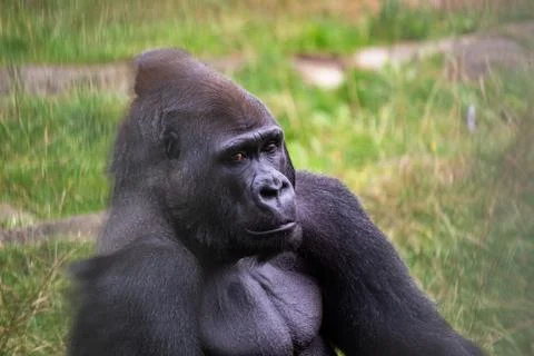 The Western Lowland Gorilla eats fruit, leaves, and insects. This photo was t Stock Photos