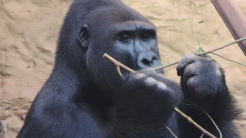 Western lowland gorilla eats a tree branch  on a blurred background Stock Footage 311988121