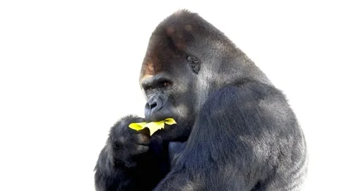 Western lowland gorilla eats a yellow maple leaf and looks in different direc Stock Footage 238081966