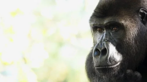 Western lowland gorilla looking in different directions Stock Footage 238081619