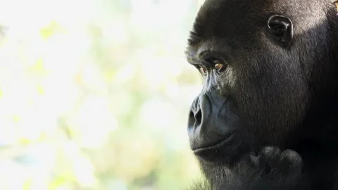 Western lowland gorilla looking in different directions Stock Footage 238081723