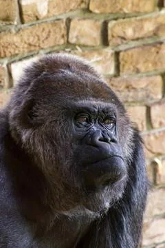 Western lowland gorilla Stock Photos