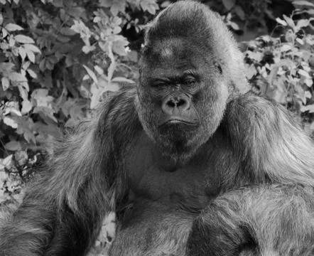 Western Lowland Gorilla posing for the camera Stock Photos