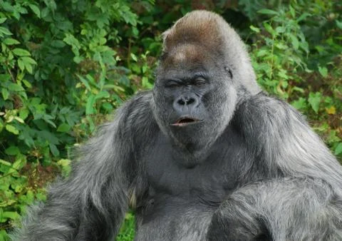 Western Lowland Gorilla posing for the camera Stock Photos