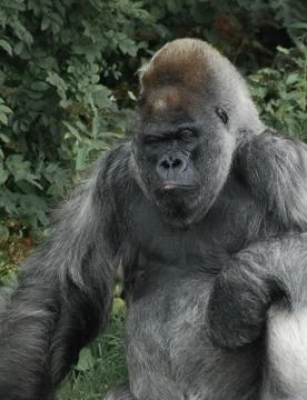 Western Lowland Gorilla posing for the camera Stock Photos