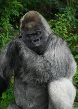 Western Lowland Gorilla posing for the camera Stock Photos