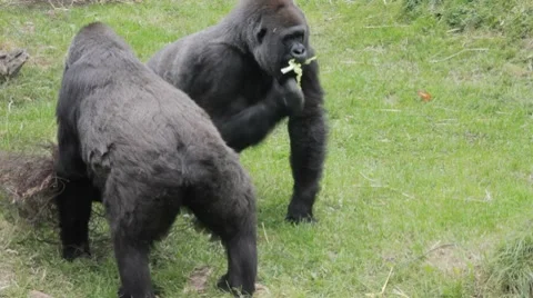 Western Lowland Gorillas Video stock 8606860