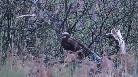 Western marsh harrier 1 Stock Footage 143744640