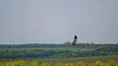 Western Marsh Harrier a bird flies in the blue sky Stock Footage 243649247
