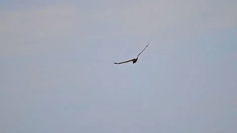 Western Marsh Harrier a bird flies over the field Stock Footage 243649262