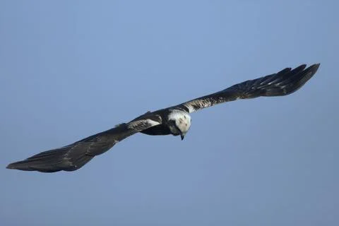 Western marsh harrier flying over Velavadar National Park in Gujarat, India Stock Photos
