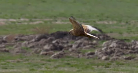 Western Marsh Harrier Видео 337463532