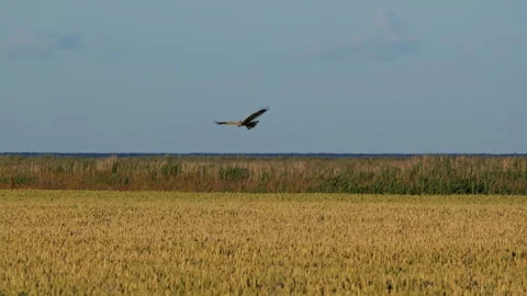 Western marsh harrier hunting over a golden wheat field Stock Footage 339543005