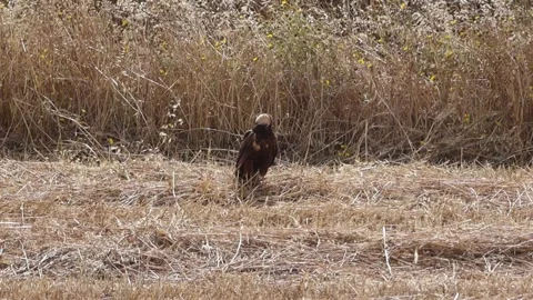 Western Marsh Harrier Perched On Ground Field Calling Vocalizing Vídeos de archivo 336487348