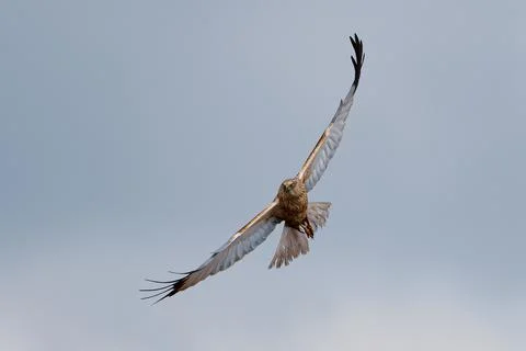 Western marsh harrier Stock Photos