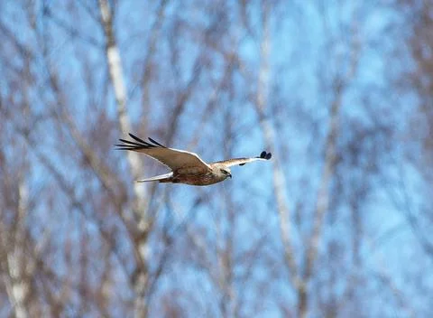 Western marsh harrier Stock Photos