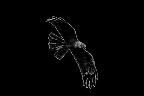Western marsh harrier Stock Photos