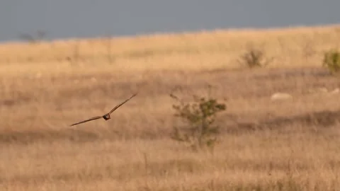 Western Marsh Harrier Soaring Over Field. Circus aeruginosus Stock-Footage 313243557